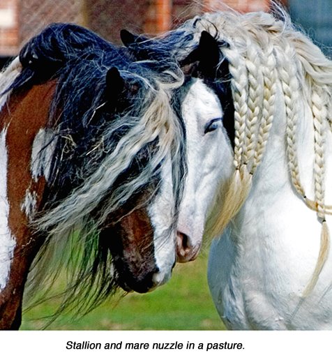 Urdu Poetry Official Lust Or Love You only have to do this once.