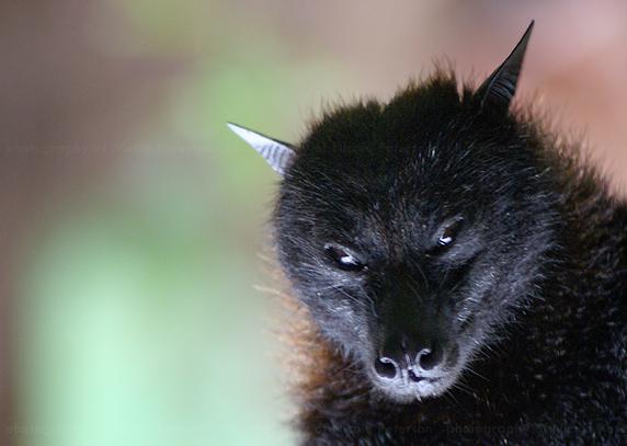 White Wolf : 10 Of The Scariest Looking Creatures In The Animal Kingdom  (PHOTOS)