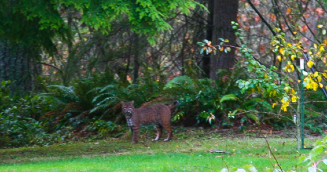 Suited To The Seasons Urban Bobcat