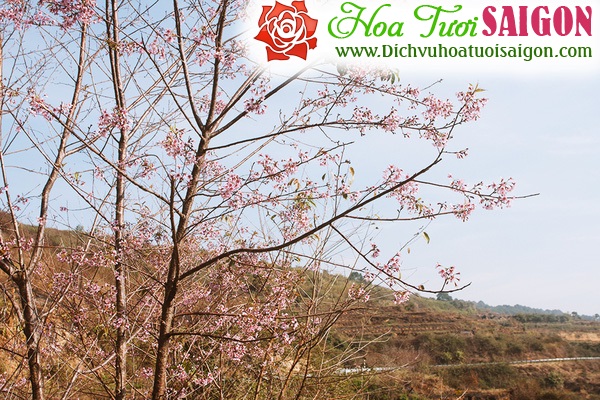 [Image: Hoa-mai-anh-dao-khoe-sac-o-cung-duong-deo-Da-Lat-10.jpg]