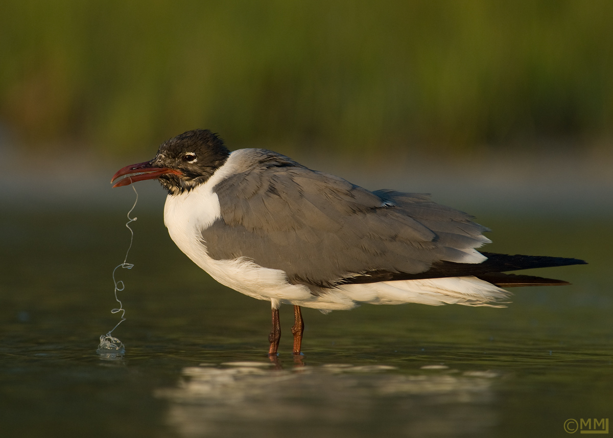 Birding Is Fun! The Dangers of Fishing Line and Hooks for Birds and