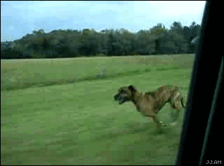 dog-jumping-from-car-window.gif