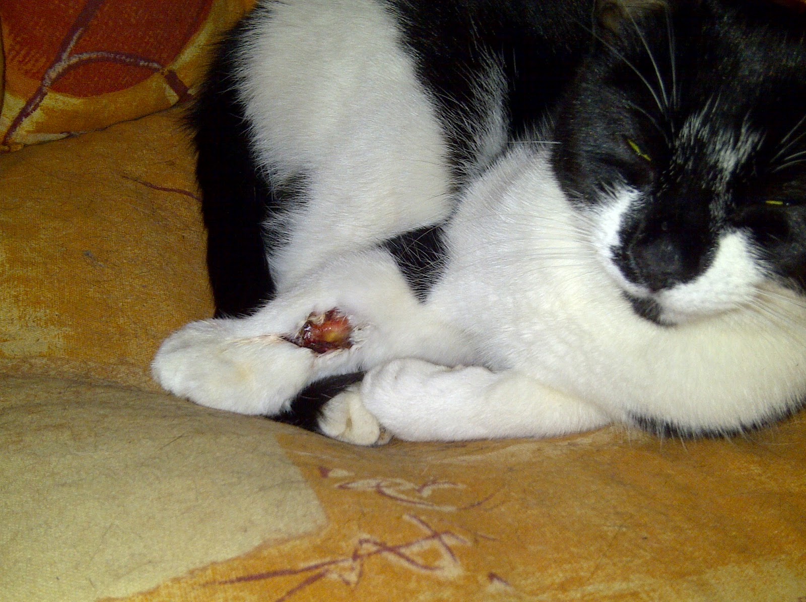 The Dog (and Cat) Blog (Fast) Wound Healing in Cat with Colloidal Silver