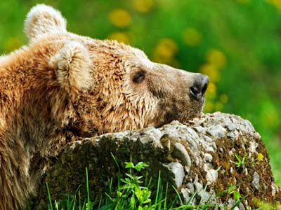 Sleeping Bear Wallpaper