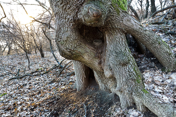 Дерево с гнездом дрозда-белобровика
