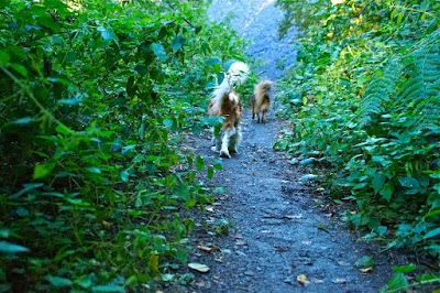 Bien vivre avec son chien