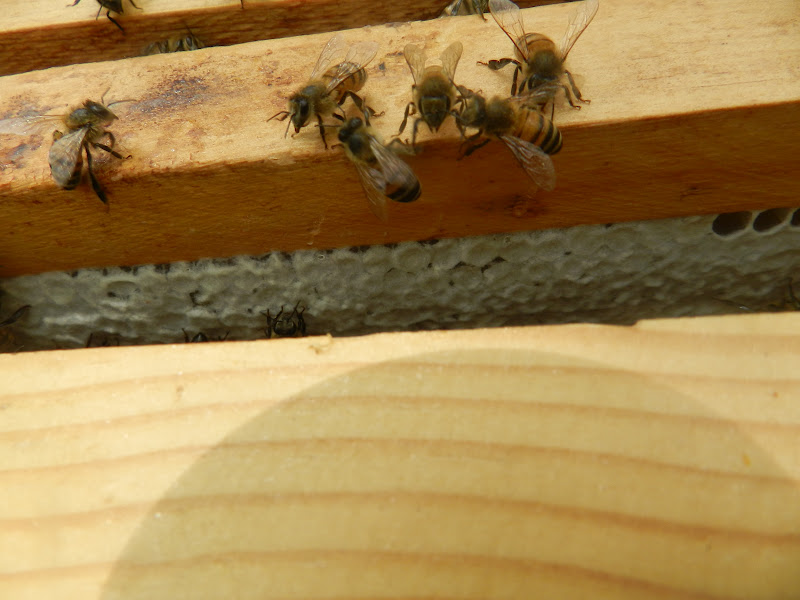 Adding a Super to the Bee Hive