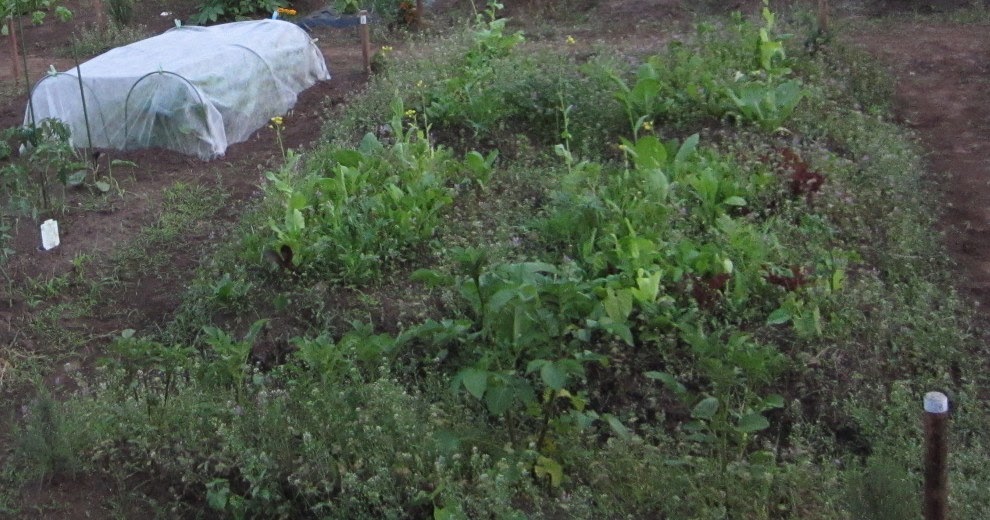 小さな自然畑 雑草と虫と野菜と