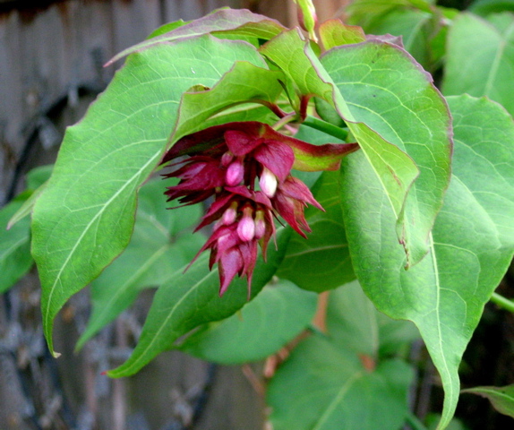 Arbres Aux Faisans Leycesteria Du Martinaa