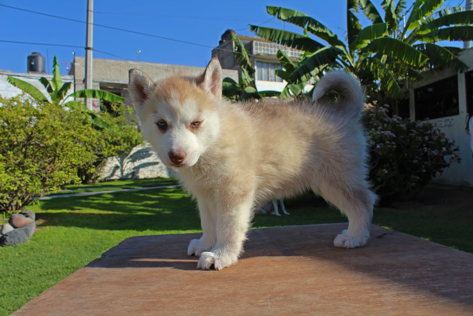 Huskies Ortiz: Husky Siberiano: Hembra Color Arena