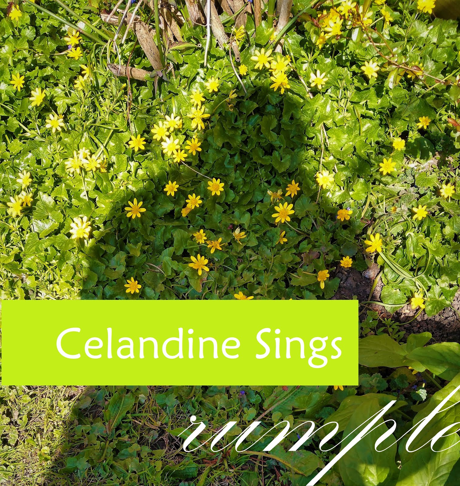 Celandine Sings
