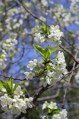 Cherry Blossoms