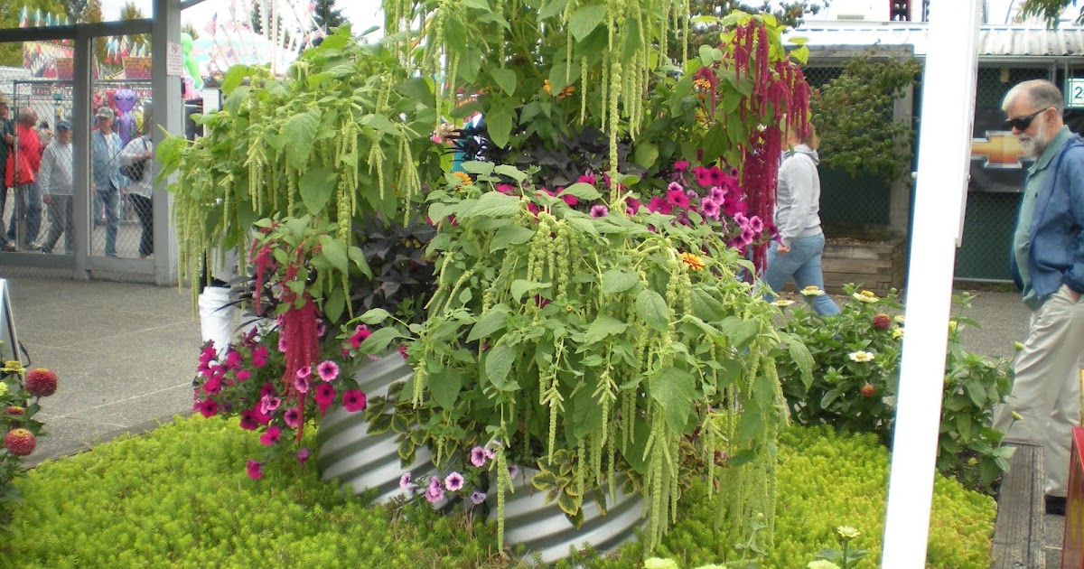Growing Ideas with Johnny's Selected Seeds Customer photos Amaranth, Zinnias in Snohomish
