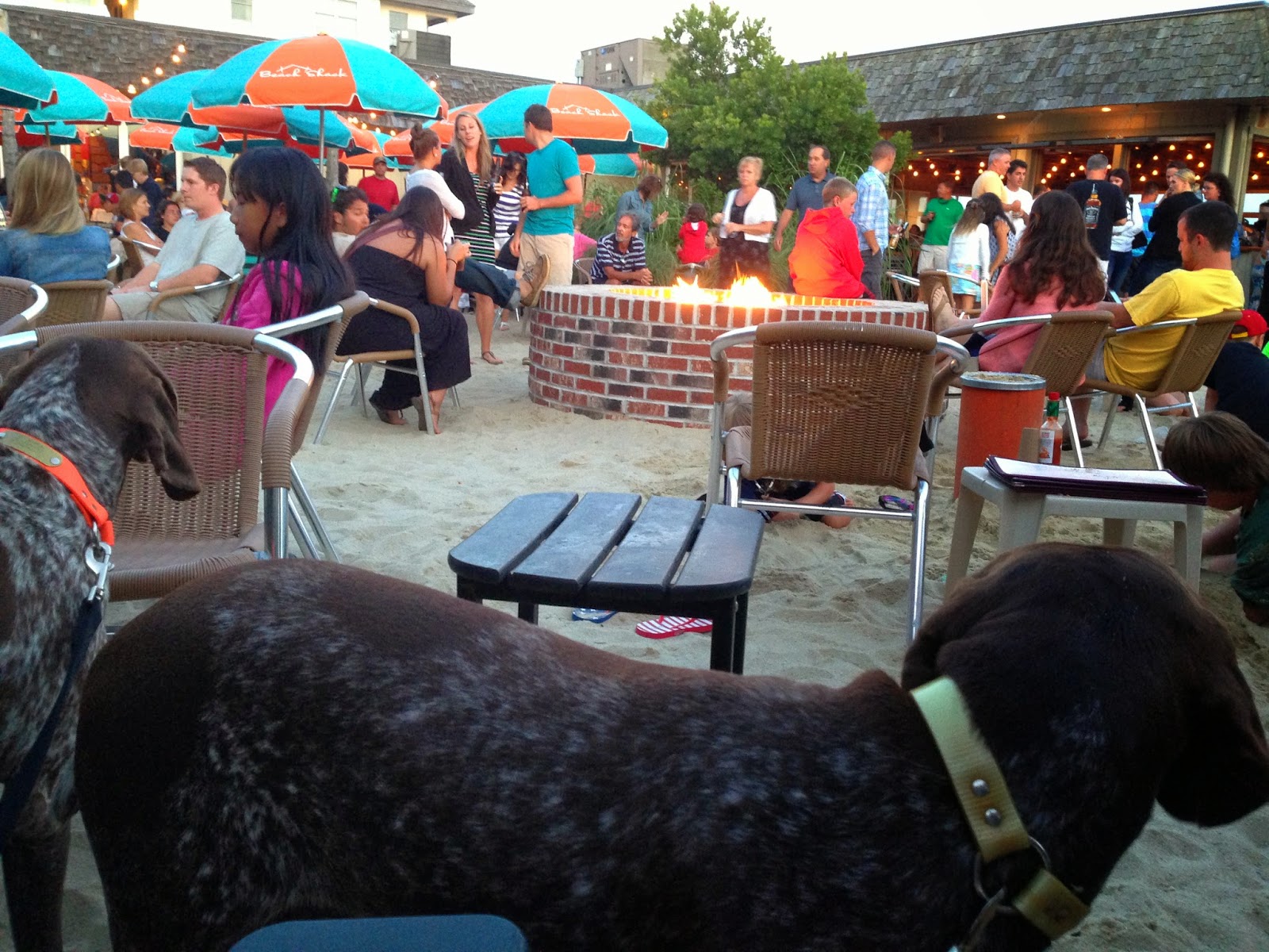 Adventures of a GSP Hunting Dog Cape May, NJ with Dogs Travel Edition