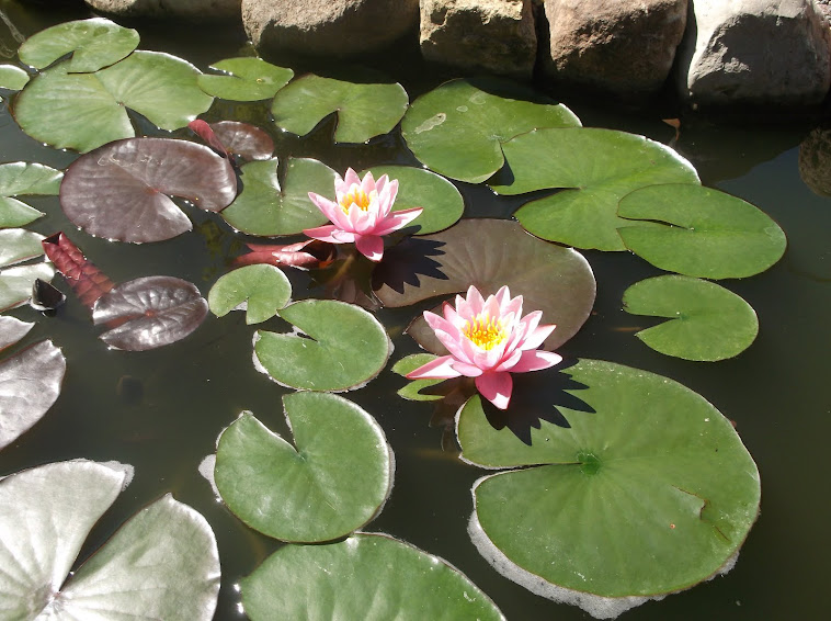 "Pink Sensation" water lily