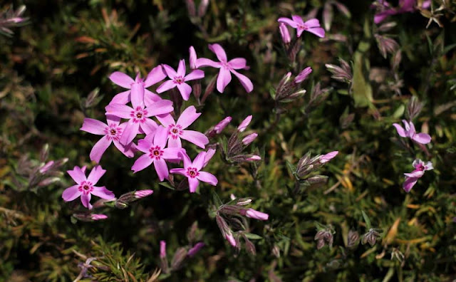 Phlox Subulata Flowers