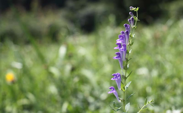 Baikal Skullcap Flowers Pictures