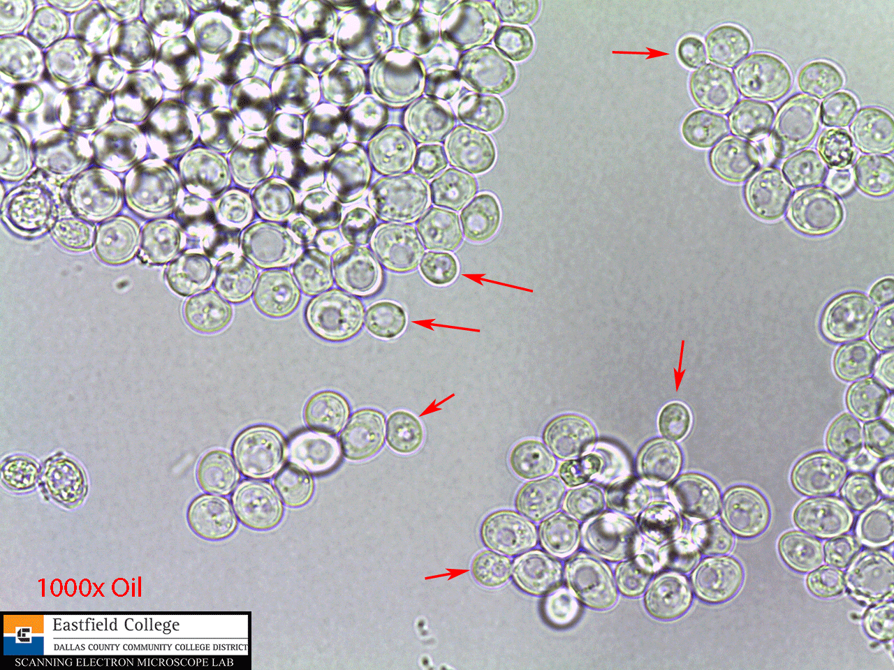 Scanning Electron Microscope Blog A Few More Fungi