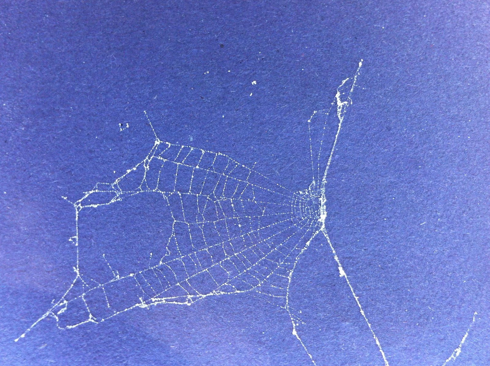Preserve A Spider Web