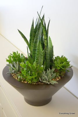 indoor plants plant succulents snake succulent potted law arrangements mother interior yard idea use tongue suculentas got ve lot visit