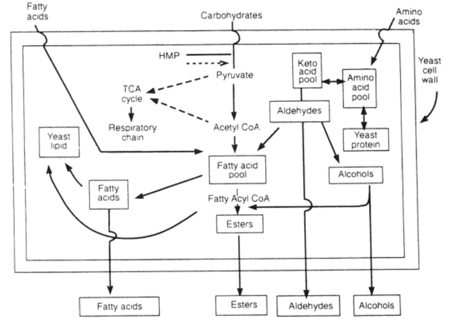 Whisky Science Fermentation flavours