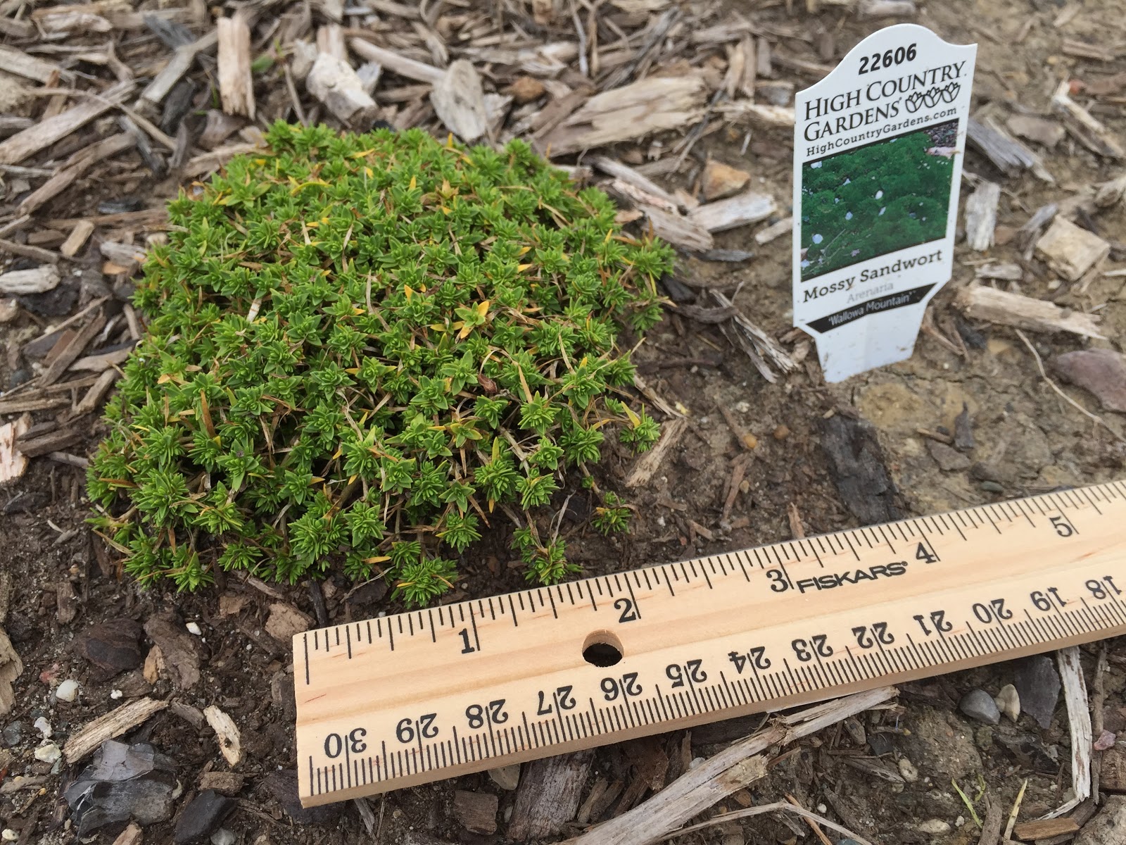 Backyard Neophyte Landscaping Blog July 2015