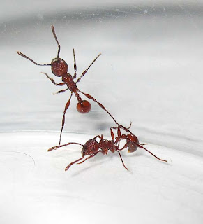 Pristomyrmex trachylissus workers