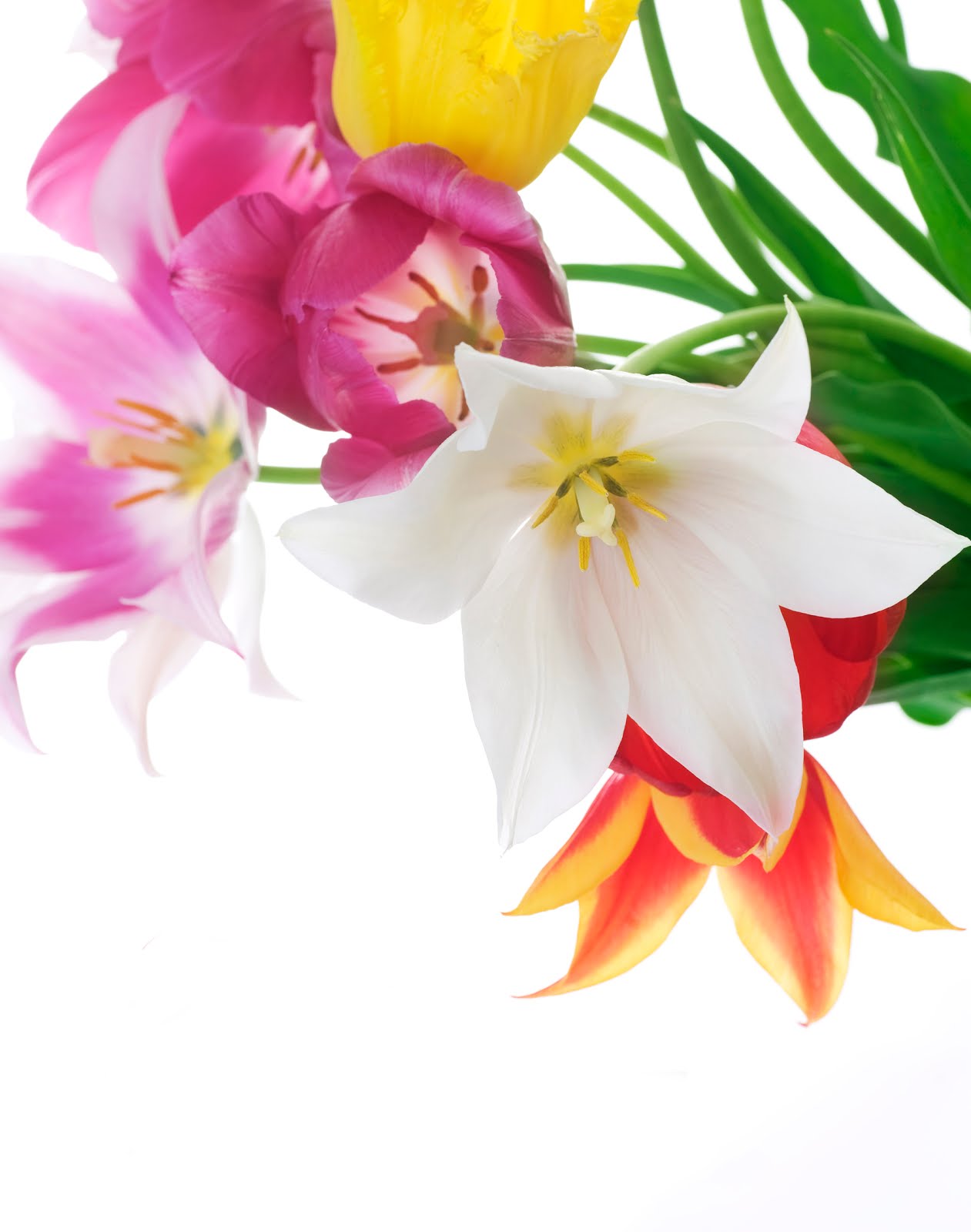tarjetas de flores