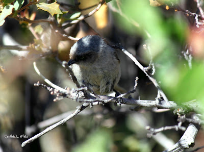 Puff of Grey