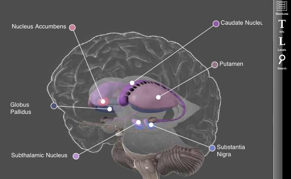 Brain Posts Neurobiology of Tourettes Syndrome