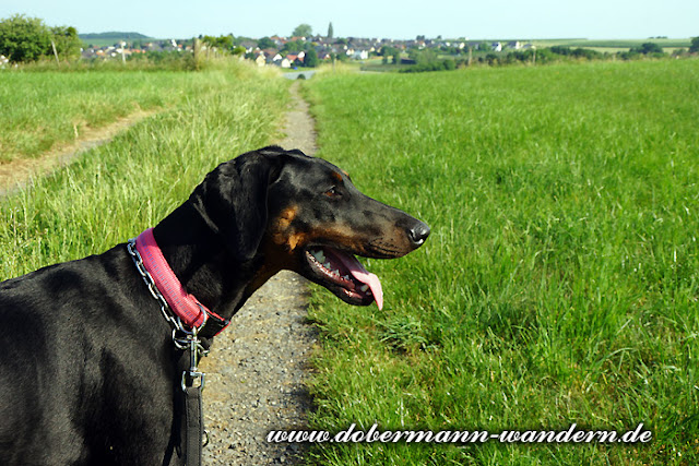 Unterwegs Mit Hunden