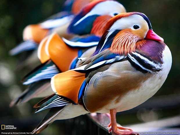 hermoso hermoso