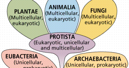 The Five Kingdom of Life and The Characteristics Of Living Things