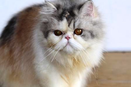 Cats Show Online: Owner : Cianjur Cattery Cats Show Online: Owner : Cianjur Cattery