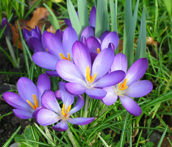 Crocus Picture