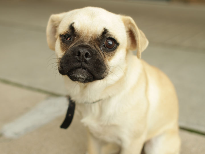 pug eye infection madeline pug pug eye infection madeline pug