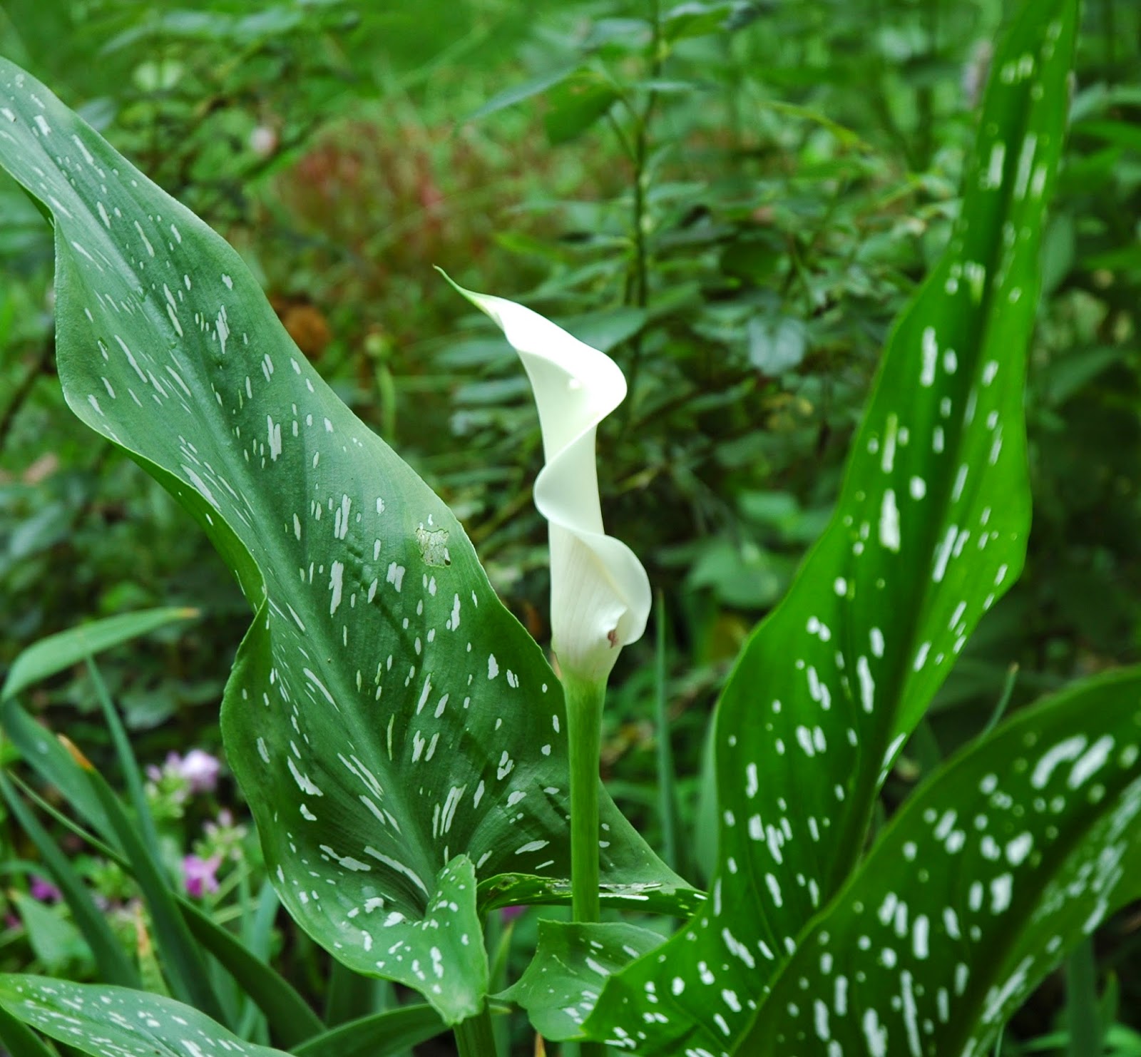 Tin Roof Gardens July 2014