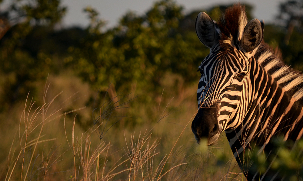Pourquoi Les Zebres Ont Ils Des Rayures Cafe Des Sciences