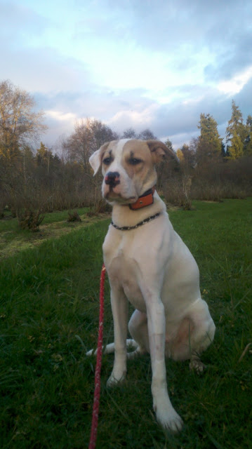 Leo the dog in Bellevue's Greenbelt near Larson Lake