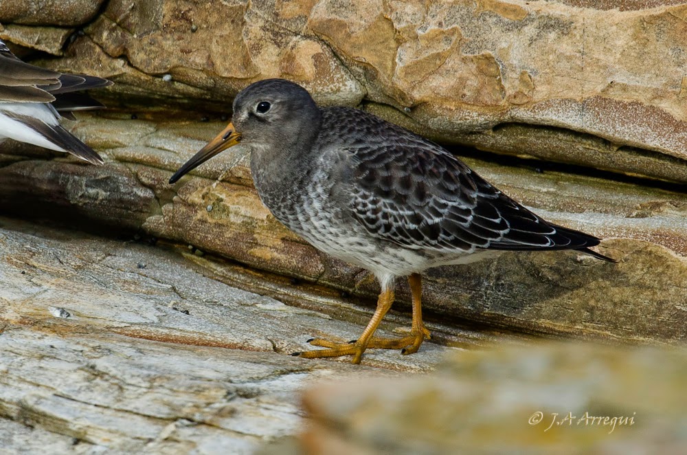 Correlimos oscuro, Calidris maritima, Purple Sandpiper Correlimos oscuro, Calidris maritima, Purple Sandpiper
