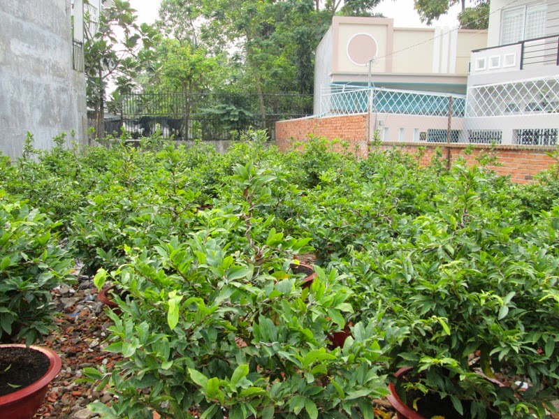 Cần sang lại vườn mai - 1