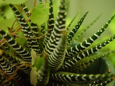 http://2.bp.blogspot.com/-rLj-iC_F_So/T0_8ZJOVKXI/AAAAAAAACHU/xHOVbyVf-f8/s1600/spiky-little-striped-cactus_w725_h544.jpg