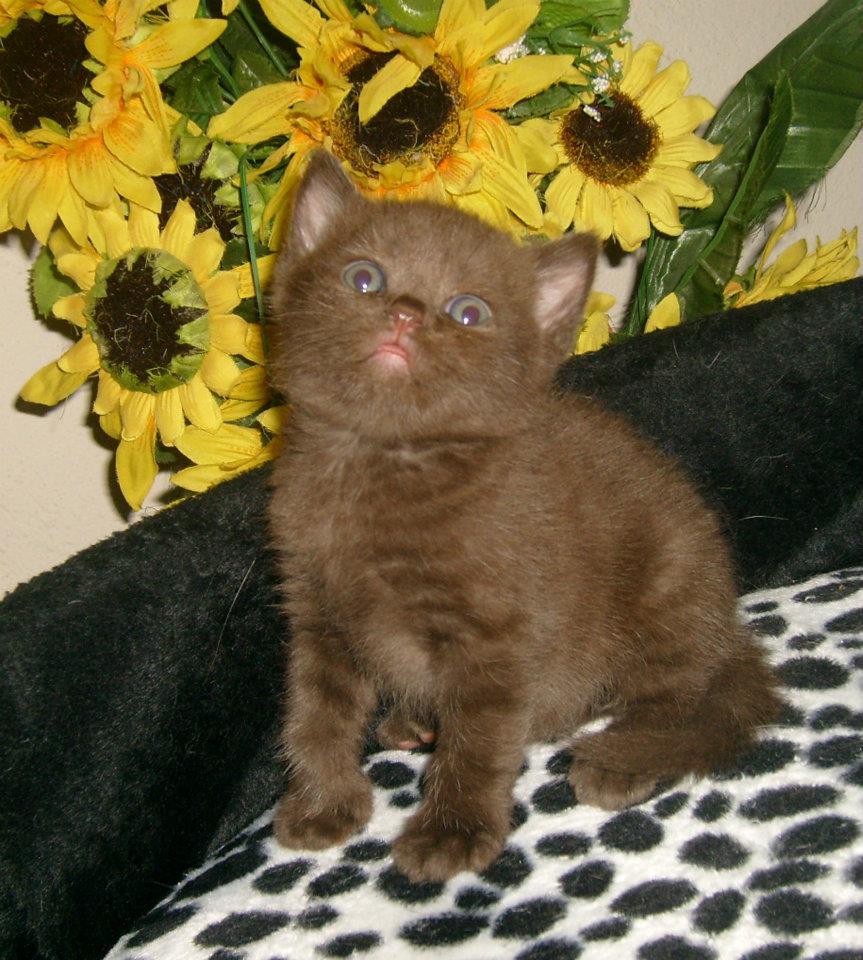 BRITISH SHORTHAIR WCF Federasyon secereli safkan British Shorthair