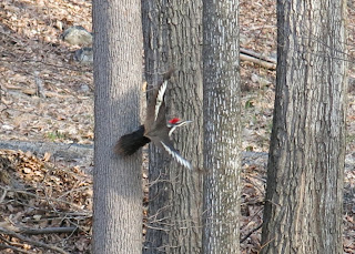Pileated Woodpecker, Dryocopus pileatus, April 13, 2014, 8:11:32 AM