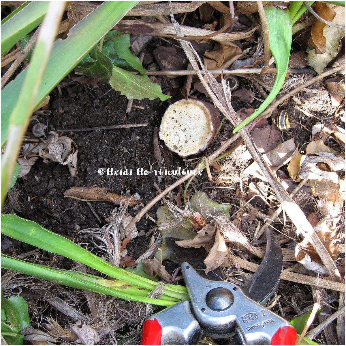 Heidi Horticulture Plant Profile Yucca filamentosa Maintaining and