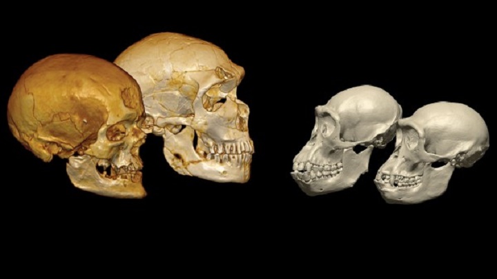 DNA from Neanderthal relative may shake up human family tree DNA from Neanderthal relative may shake up human family tree