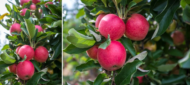 Apple Bag Pick Your Own Bag