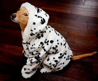 Animal Funny Picture