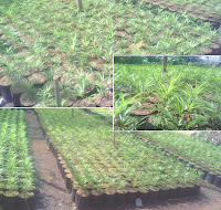 budidaya tanaman hias budidaya tanaman hias