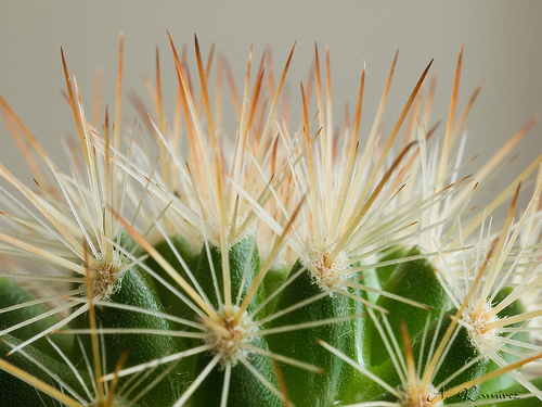 Espinas en el caso de los cactus aparecen por tranformacion de las Espinas en el caso de los cactus aparecen por tranformacion de las